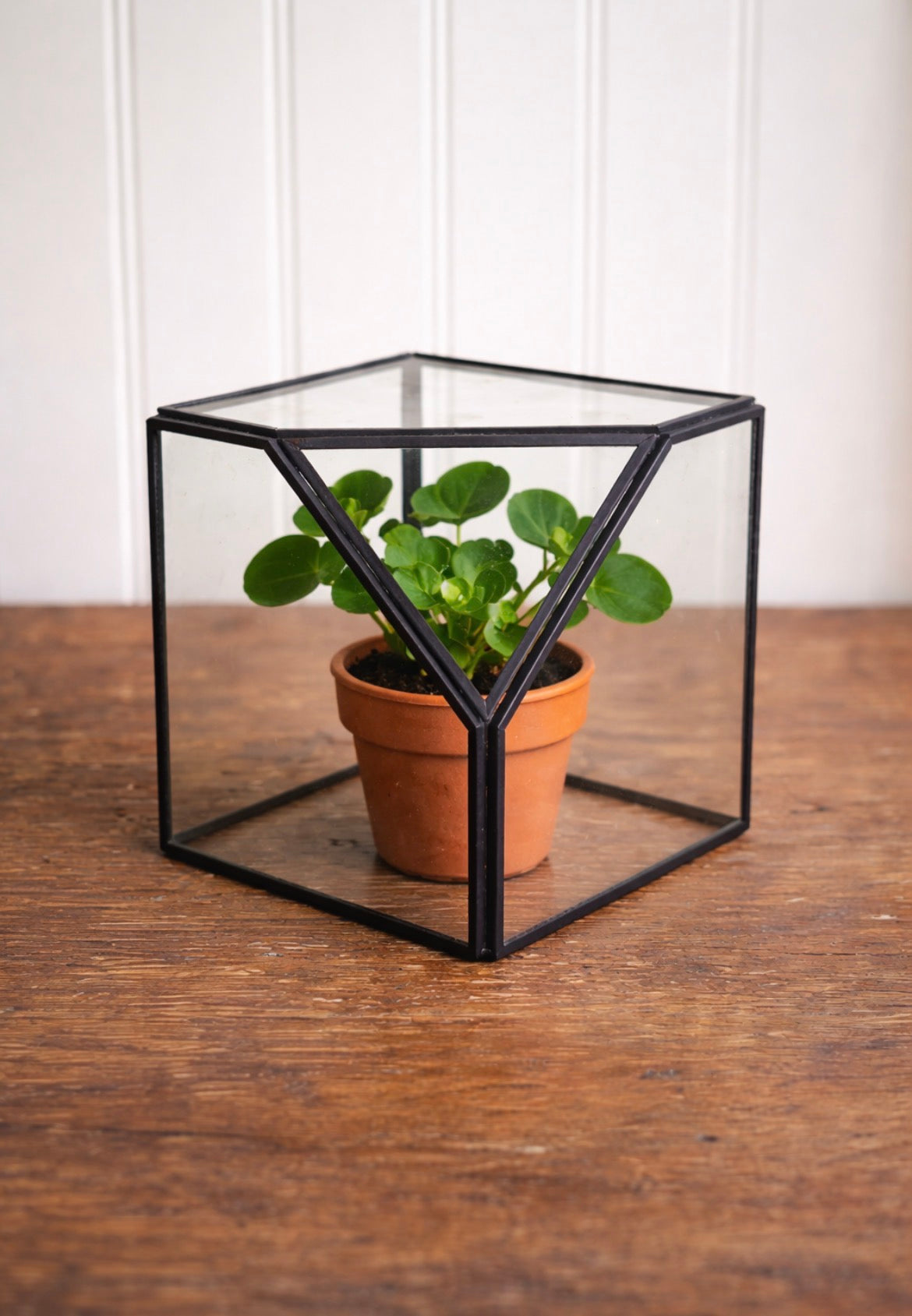 Geometric Glass Terrarium Display Box – Black Metal Frame Minimalist Terrarium – Modern Tabletop Greenhouse